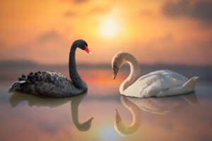 Zwarte en witte zwaan bij een opgaande zon met hun reflecties in het water — symbool voor het lichtvoetig leven boven halve waarheden.