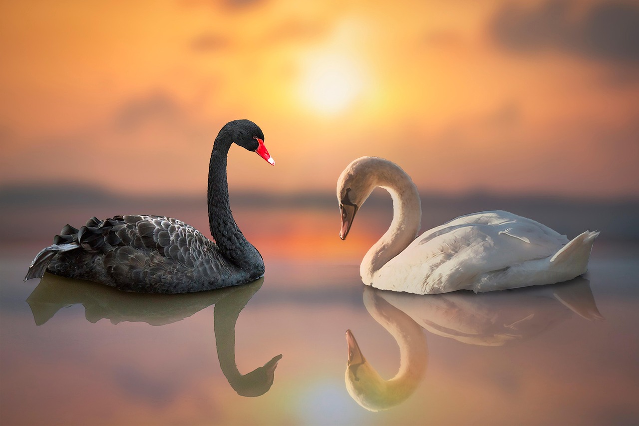 Zwarte en witte zwaan bij een opgaande zon met hun reflecties in het water — symbool voor het lichtvoetig leven boven halve waarheden.