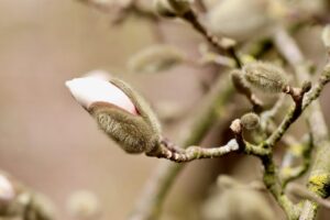 Magnolia knop die openbreekt in de lente, symbool voor de rechtstreekse weg naar wijsheid