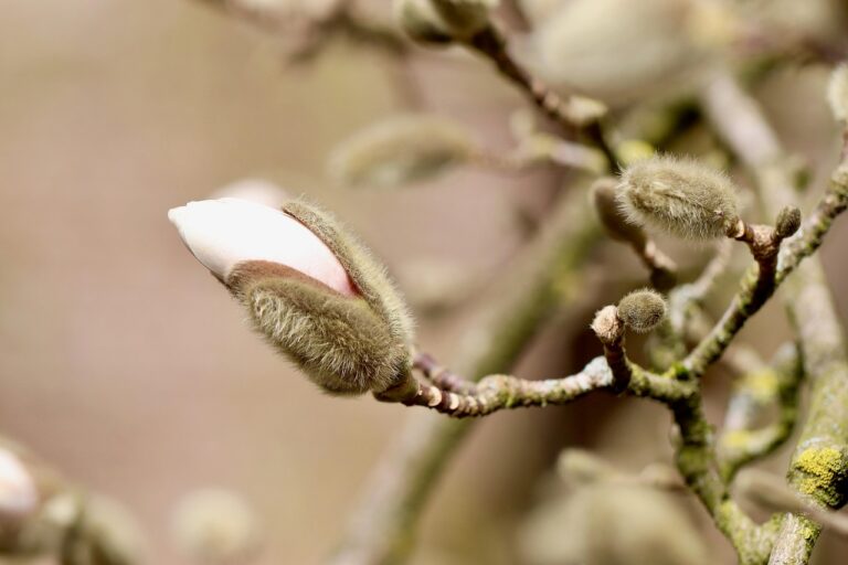 Magnolia knop die openbreekt in de lente, symbool voor de rechtstreekse weg naar wijsheid
